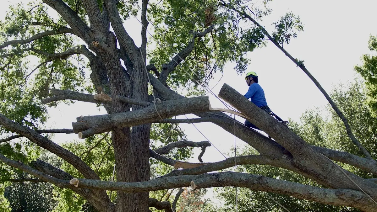 Professional Crown Thinning performed by certified arborists in North Washington