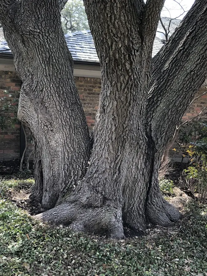 Mature heritage tree close to a North Washington property cared for by certified arborists